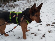 TULMA, Hund, Mischlingshund in Winsen - Bild 3