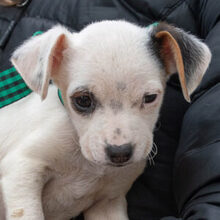 BRITT, Hund, Chihuahua-Mix in Emmendingen - Bild 1