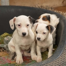 BRITT, Hund, Chihuahua-Mix in Emmendingen - Bild 5