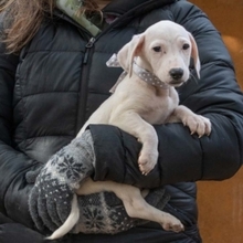 CHARLIE, Hund, Mischlingshund in Emmendingen - Bild 3