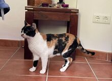 LUCY, Katze, Europäisch Kurzhaar in Spanien - Bild 10