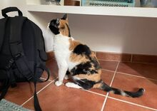 LUCY, Katze, Europäisch Kurzhaar in Spanien - Bild 11