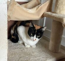 LUCY, Katze, Europäisch Kurzhaar in Spanien - Bild 12