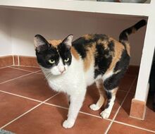 LUCY, Katze, Europäisch Kurzhaar in Spanien - Bild 13