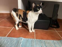 LUCY, Katze, Europäisch Kurzhaar in Spanien - Bild 14