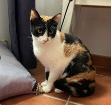 LUCY, Katze, Europäisch Kurzhaar in Spanien - Bild 15