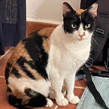 LUCY, Katze, Europäisch Kurzhaar in Spanien - Bild 16