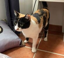 LUCY, Katze, Europäisch Kurzhaar in Spanien - Bild 4