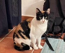 LUCY, Katze, Europäisch Kurzhaar in Spanien - Bild 6