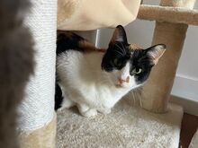 LUCY, Katze, Europäisch Kurzhaar in Spanien - Bild 9