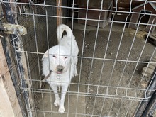 ROCKY, Hund, Mischlingshund in Rumänien - Bild 1