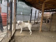 ROCKY, Hund, Mischlingshund in Rumänien - Bild 5