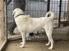 ROCKY, Hund, Mischlingshund in Rumänien - Bild 6