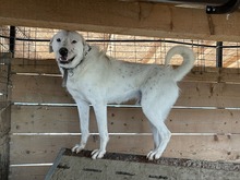 ROCKY, Hund, Mischlingshund in Rumänien - Bild 7