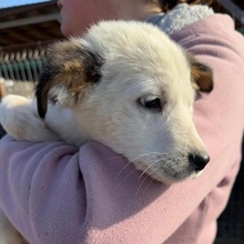 KARLI, Hund, Mischlingshund in Rumänien - Bild 1