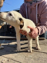 KARLI, Hund, Mischlingshund in Rumänien - Bild 2