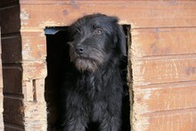 INKA, Hund, Mischlingshund in Rumänien - Bild 10