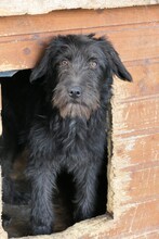 INKA, Hund, Mischlingshund in Rumänien - Bild 11