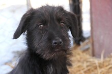INKA, Hund, Mischlingshund in Rumänien - Bild 13