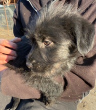 INKA, Hund, Mischlingshund in Rumänien - Bild 9