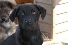 ILAY, Hund, Mischlingshund in Rumänien - Bild 4