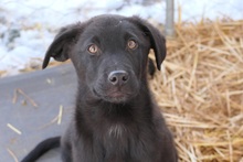 ILAY, Hund, Mischlingshund in Rumänien - Bild 5