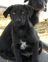 ILAY, Hund, Mischlingshund in Rumänien - Bild 6