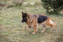 NERJA, Hund, Deutscher Schäferhund-Mix in Kroatien - Bild 1