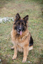 NERJA, Hund, Deutscher Schäferhund-Mix in Kroatien - Bild 2