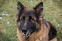 NERJA, Hund, Deutscher Schäferhund-Mix in Kroatien - Bild 4