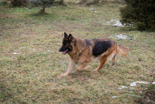 NERJA, Hund, Deutscher Schäferhund-Mix in Kroatien - Bild 6