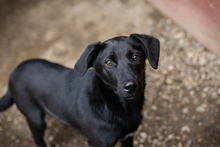 SCHOKO, Hund, Mischlingshund in Kroatien - Bild 1