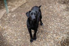 SCHOKO, Hund, Mischlingshund in Kroatien - Bild 2