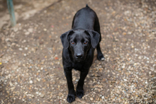 SCHOKO, Hund, Mischlingshund in Kroatien - Bild 3