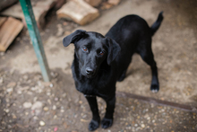 SCHOKO, Hund, Mischlingshund in Kroatien - Bild 4