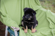 CHIPNR232757, Hund, Mischlingshund in Kroatien - Bild 4