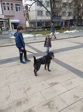 CASI, Hund, Mischlingshund in Bulgarien - Bild 7