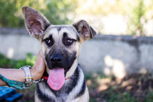 ELLY, Hund, Mischlingshund in Bulgarien - Bild 2