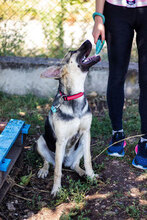 ELLY, Hund, Mischlingshund in Bulgarien - Bild 3