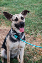 ELLY, Hund, Mischlingshund in Bulgarien - Bild 7