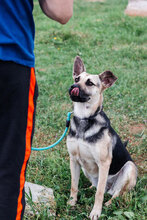 ELLY, Hund, Mischlingshund in Bulgarien - Bild 8
