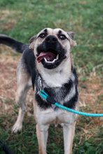 ELLY, Hund, Mischlingshund in Bulgarien - Bild 9