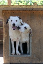 KAARLO, Hund, Mischlingshund in Rumänien - Bild 10