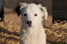 KAARLO, Hund, Mischlingshund in Rumänien - Bild 11