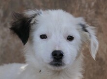 KAARLO, Hund, Mischlingshund in Rumänien - Bild 12