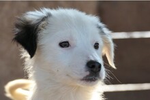 KAARLO, Hund, Mischlingshund in Rumänien - Bild 13