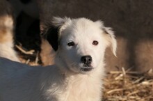 KAARLO, Hund, Mischlingshund in Rumänien - Bild 14