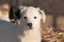 KAARLO, Hund, Mischlingshund in Rumänien - Bild 15