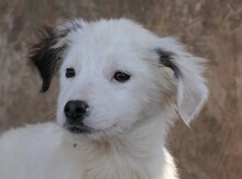 KAARLO, Hund, Mischlingshund in Rumänien - Bild 16