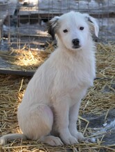 KAARLO, Hund, Mischlingshund in Rumänien - Bild 17